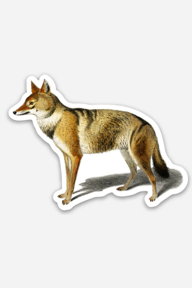 Skeptical Jackal  - Gap Filler Sticker - Proper
