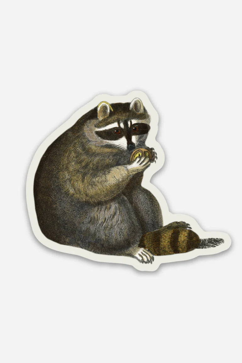 Unbothered Raccoon - Gap Filler Sticker - Proper